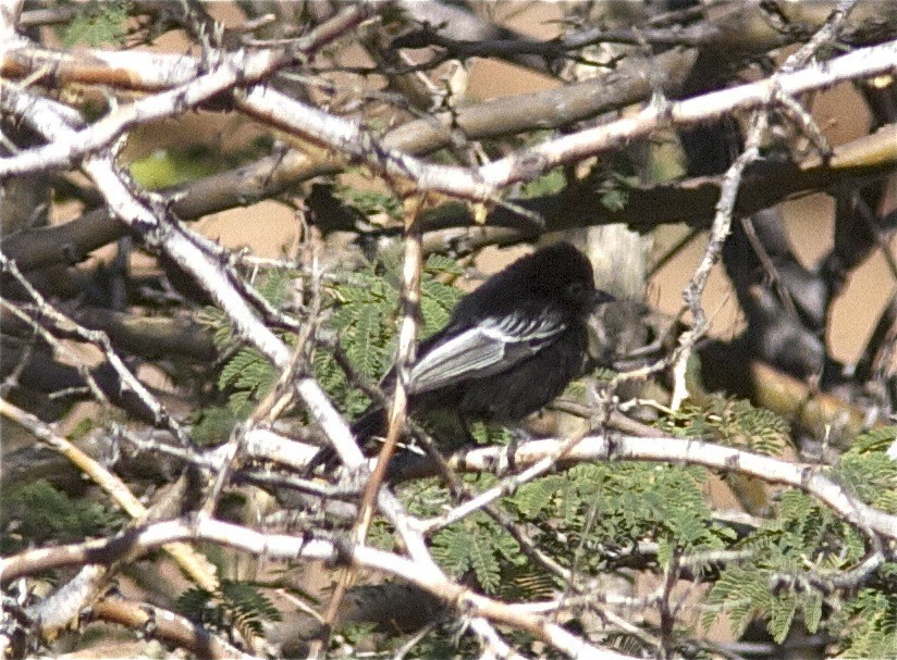 Carp's Tit - ML204458161