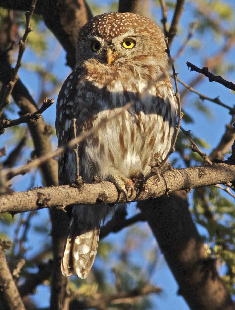 Pearl-spotted Owlet - ML204458321
