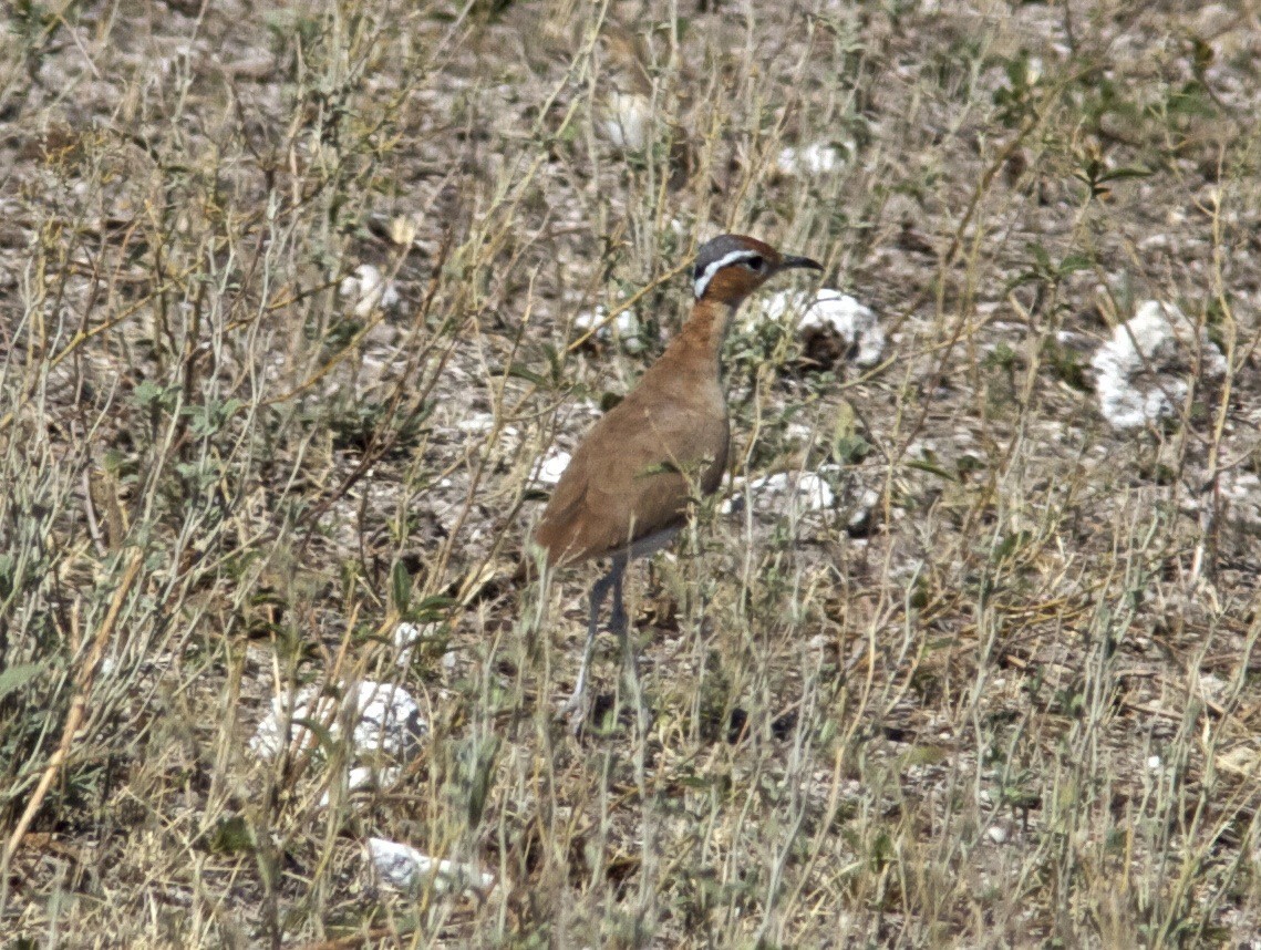 Burchell's Courser - Ken Havard