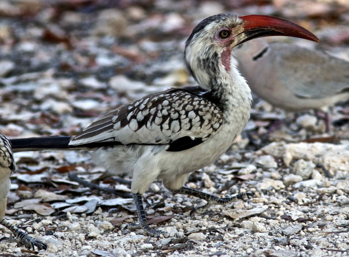 Southern Red-billed Hornbill - Ken Havard