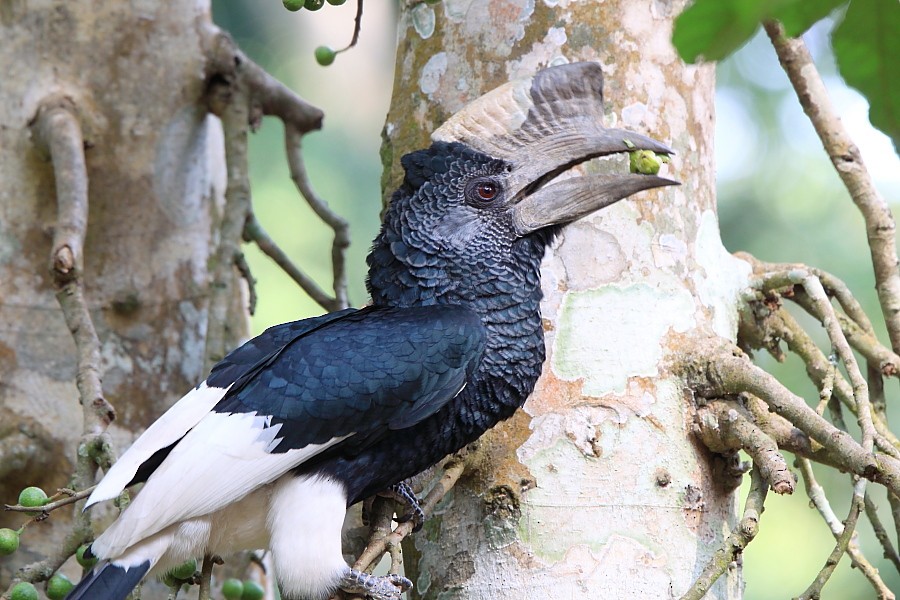 Black-and-white-casqued Hornbill - ML204459011