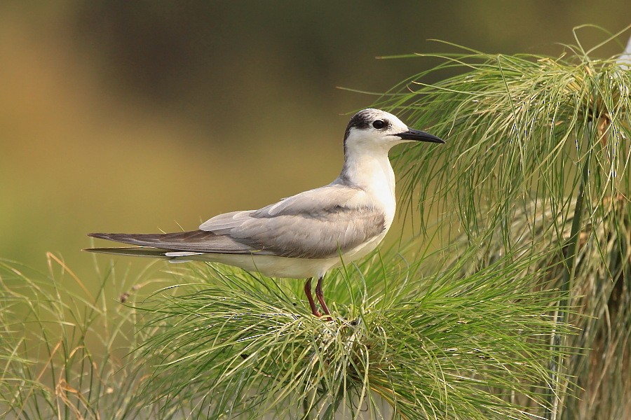 Whiskered Tern - ML204459021