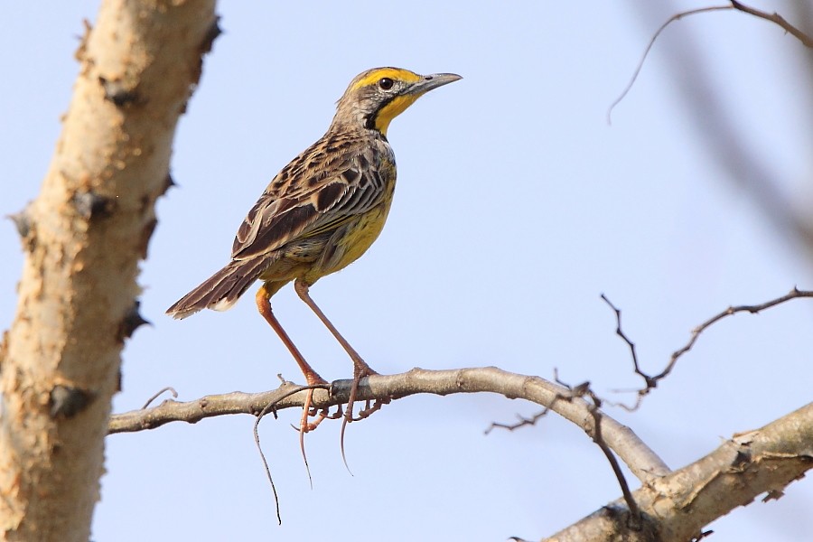 Yellow-throated Longclaw - ML204459051