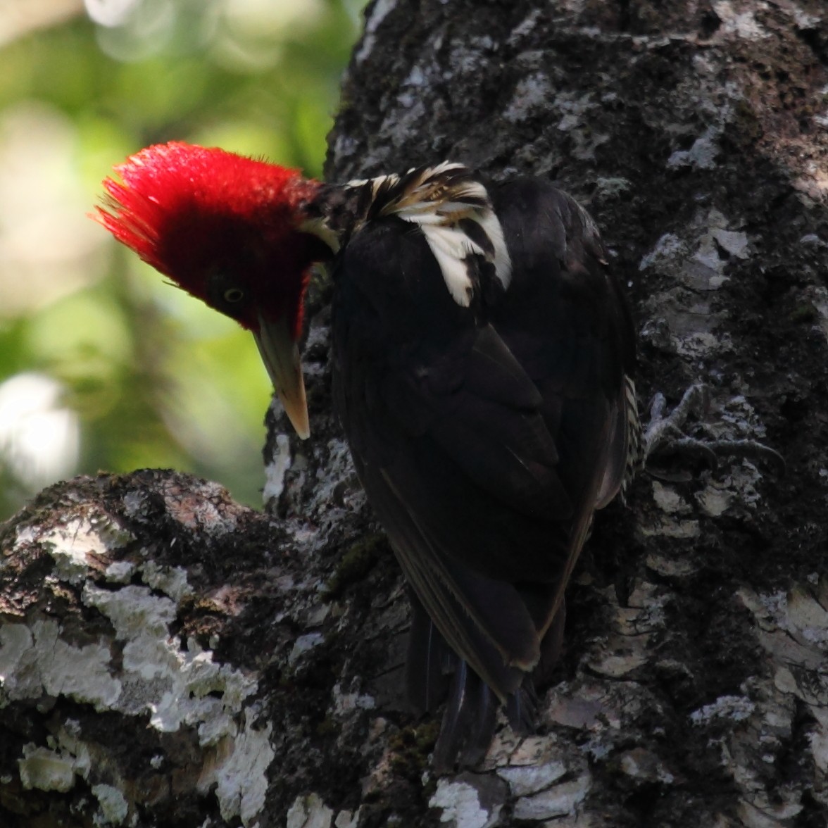 Lineated Woodpecker (Lineated) - ML204459381