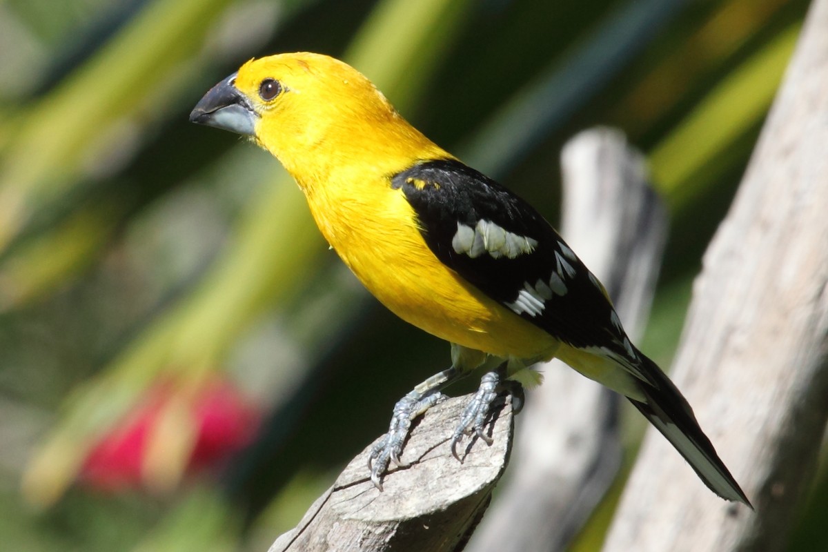 Yellow Grosbeak (Northern) - Jim Bachman