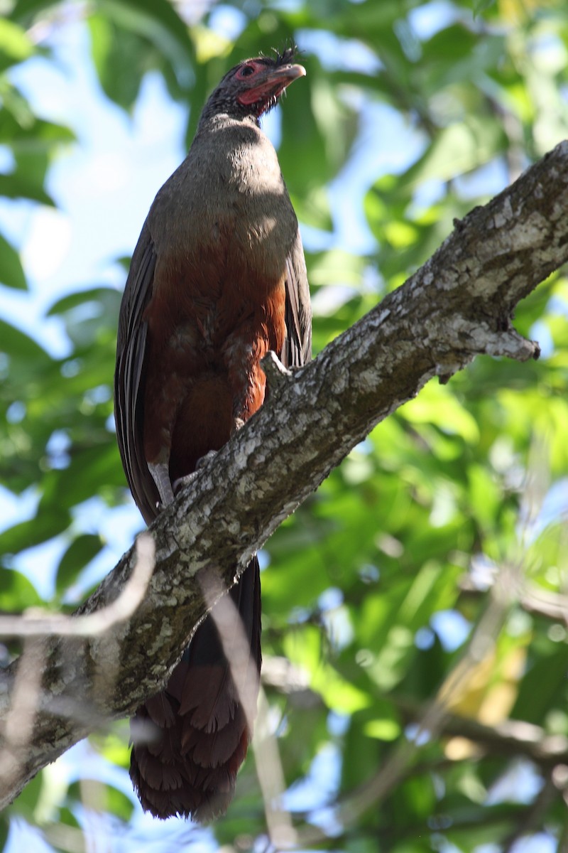 Rufous-bellied Chachalaca - ML204459531