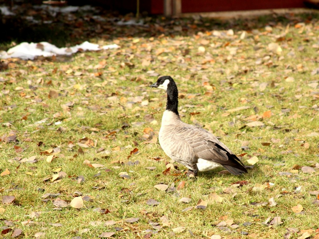 Cackling Goose - ML20446001