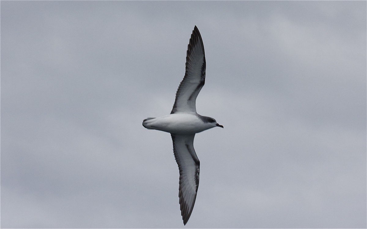 Cook's Petrel - ML204460101