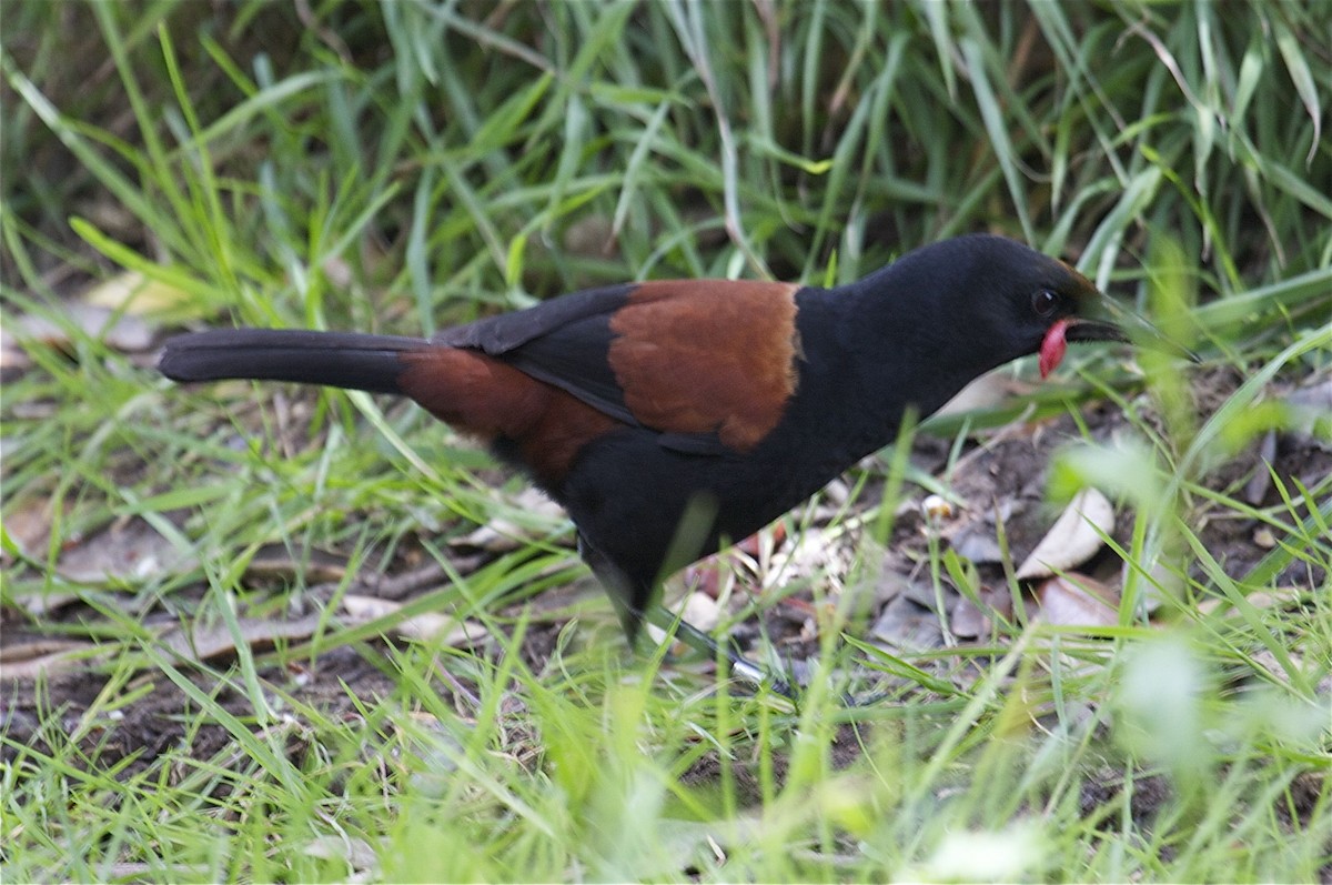 North Island Saddleback - ML204460201