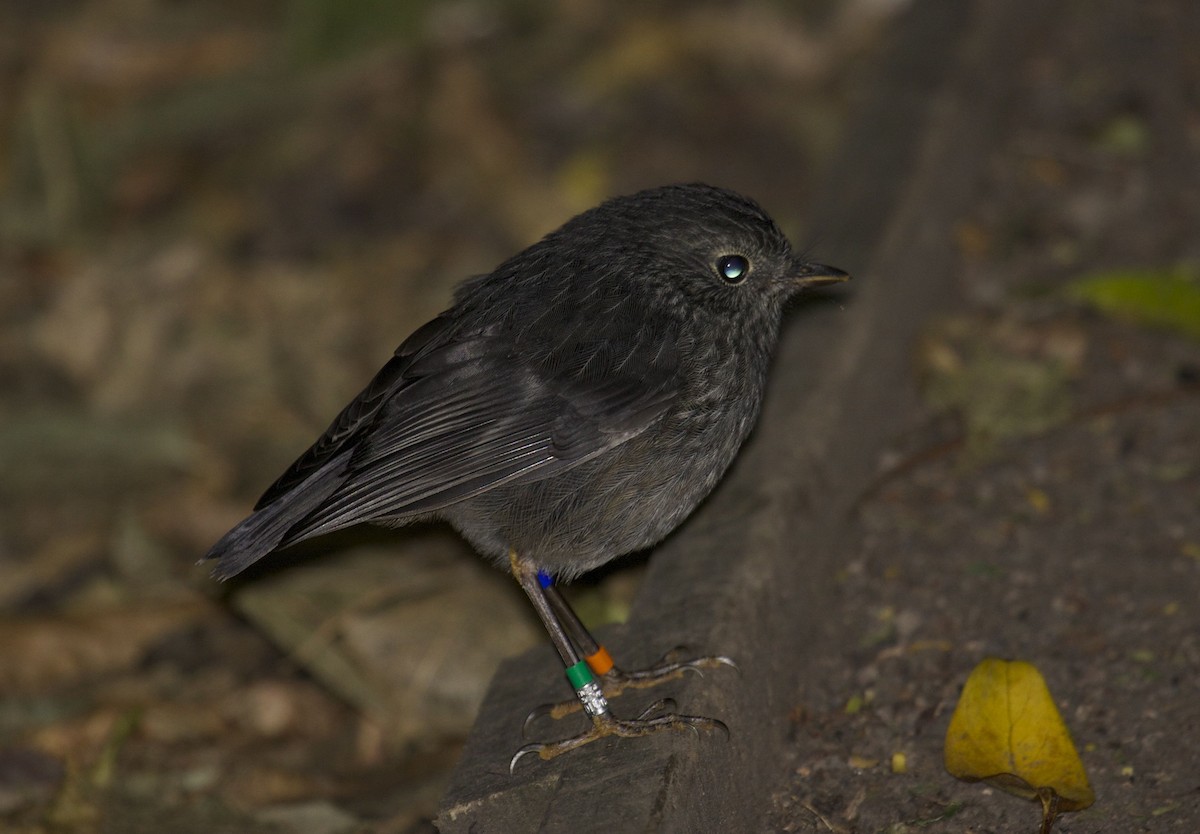 North Island Robin - Ken Havard