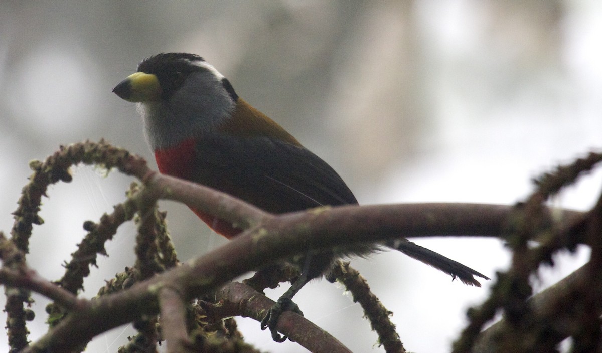 Toucan Barbet - Ken Havard