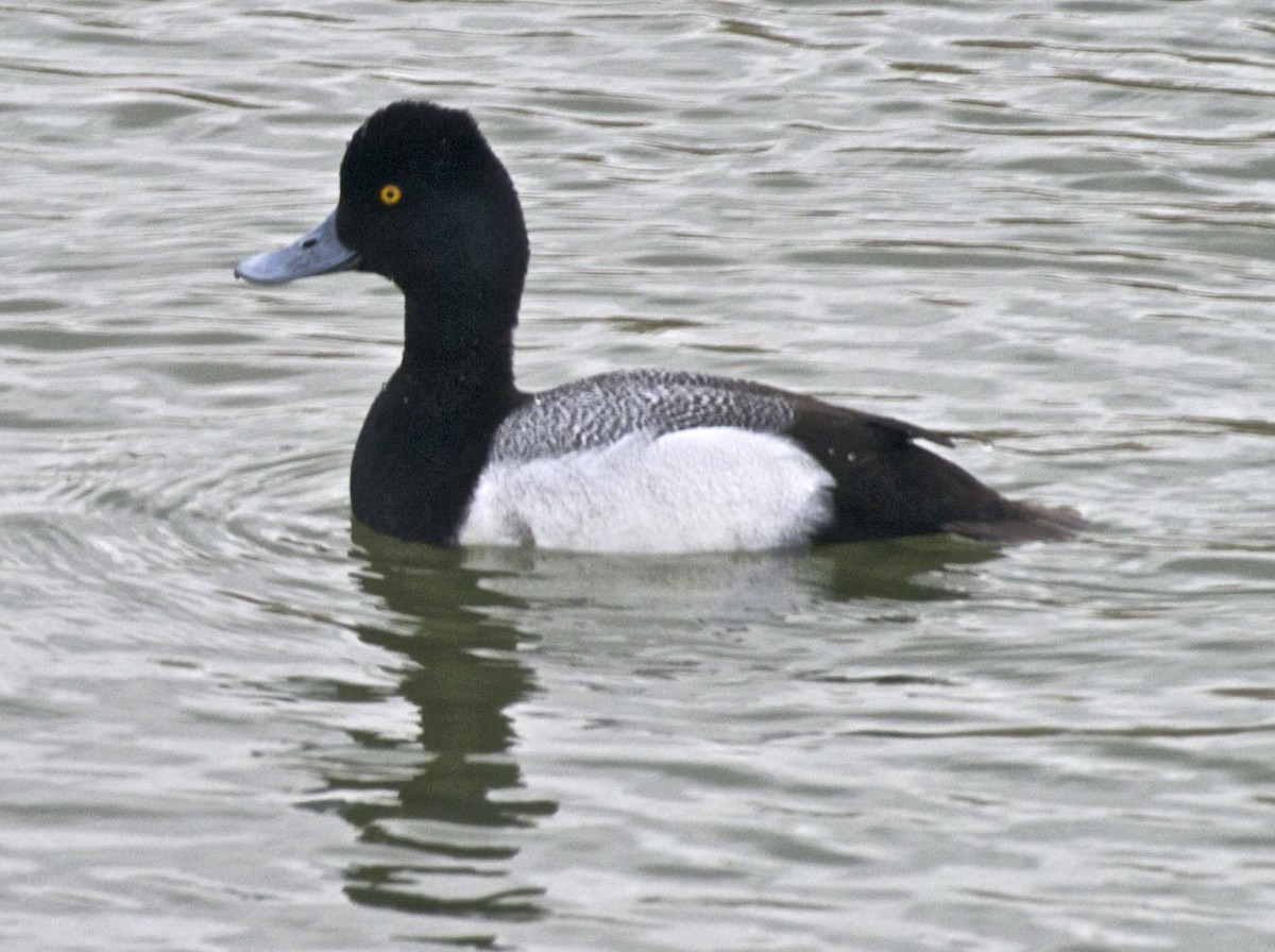 Lesser Scaup - ML204460631