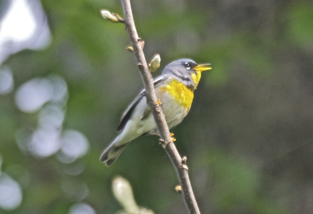 Northern Parula - ML204460921