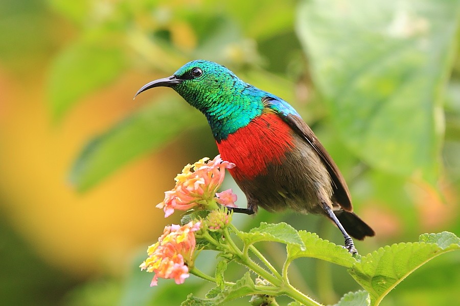 Olive-bellied Sunbird - Tadeusz Rosinski