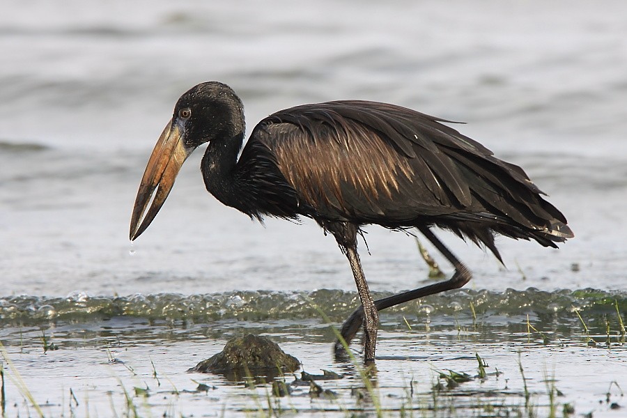 African Openbill - ML204461041