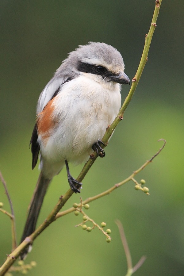 Mackinnon's Shrike - ML204461051