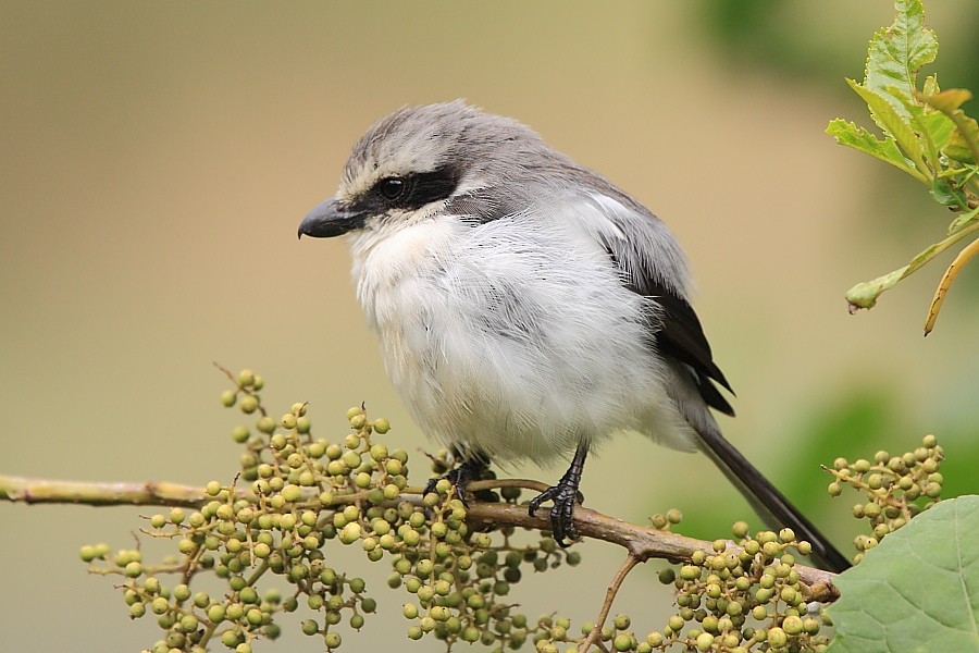 Mackinnon's Shrike - ML204461061