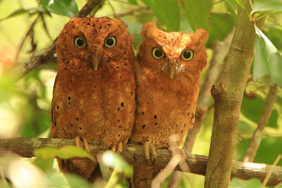 Sokoke Scops-Owl - ML204461141