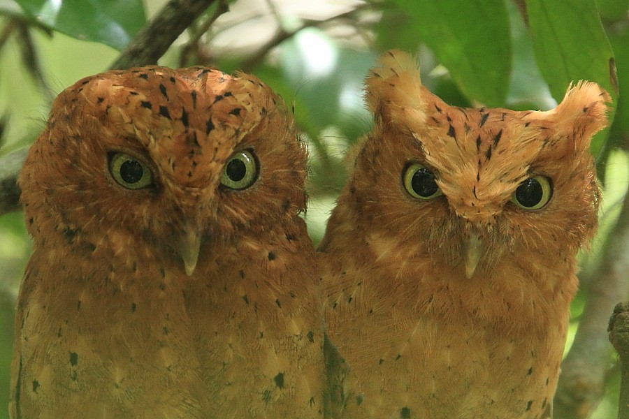 Sokoke Scops-Owl - ML204461151