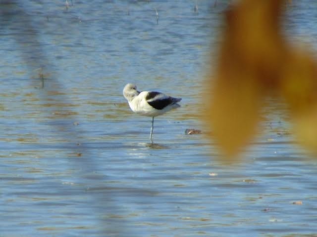 Avocette d'Amérique - ML20446131