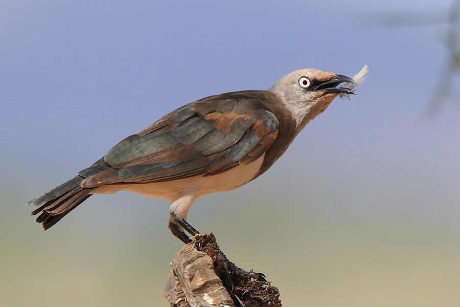 Fischer's Starling - Tadeusz Rosinski
