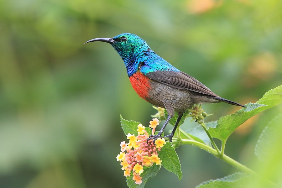 Olive-bellied Sunbird - Tadeusz Rosinski