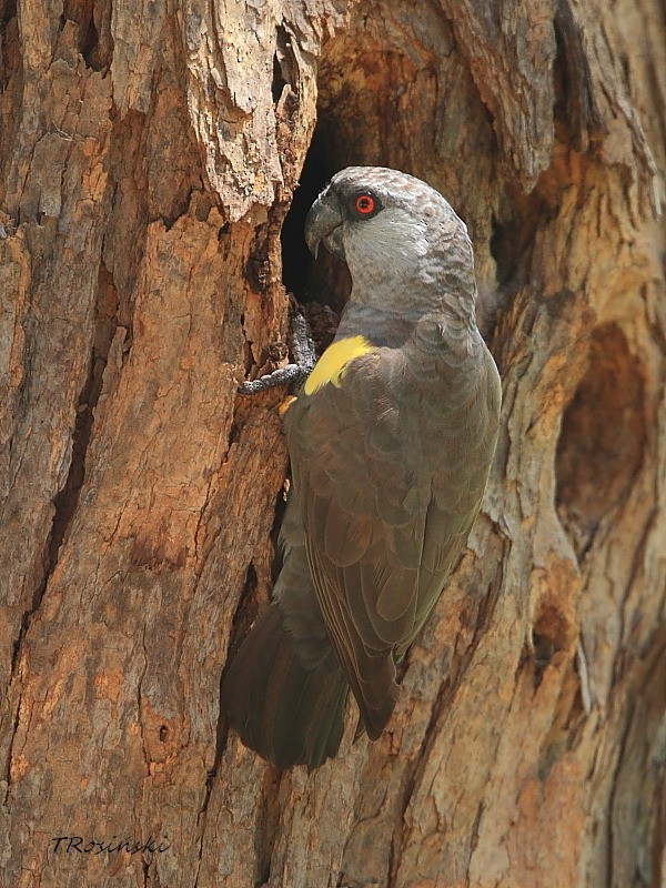 Rüppell's Parrot - Tadeusz Rosinski