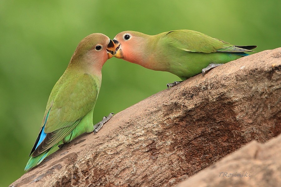 Rosy-faced Lovebird - Tadeusz Rosinski