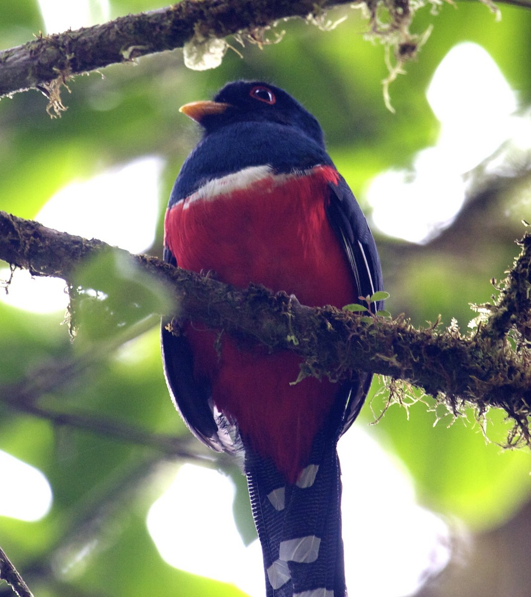 Collared Trogon - ML204462071