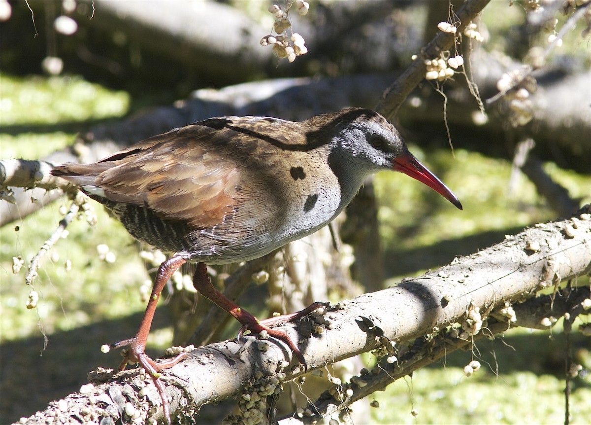 Bogota Rail - Ken Havard