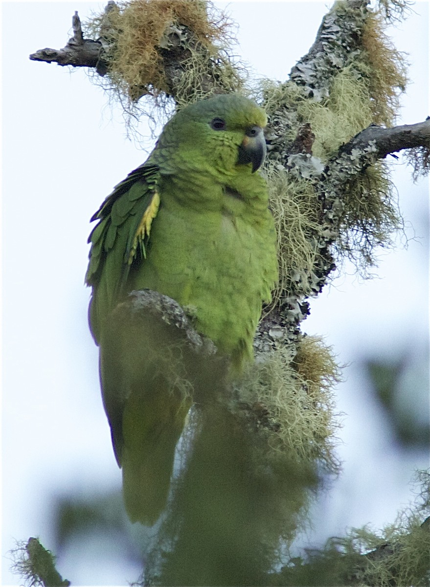 Amazona Mercenaria - ML204462471