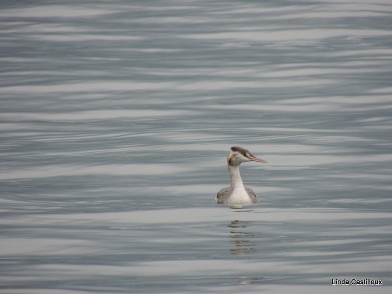 Great Crested Grebe - ML20446271