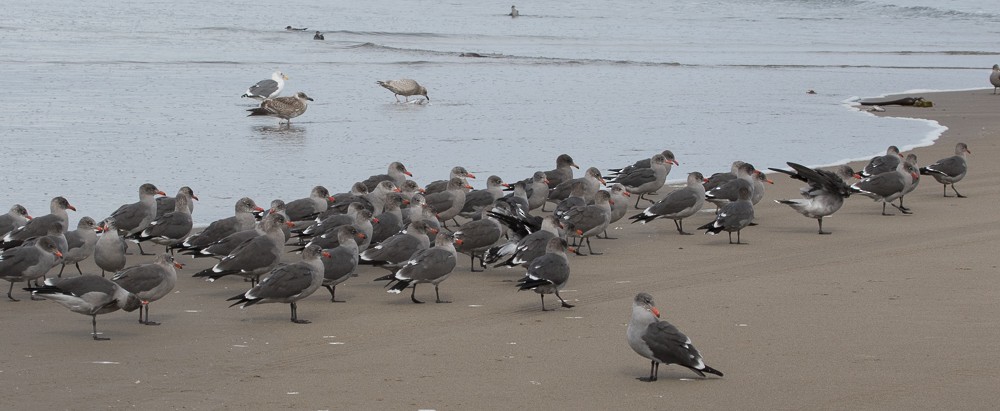 Gaviota Mexicana - ML20446281