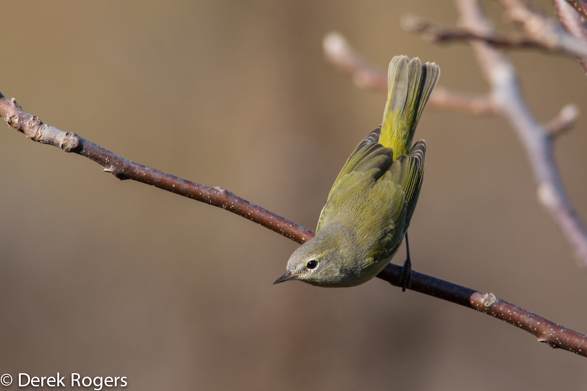 Orange-crowned Warbler - ML20446291