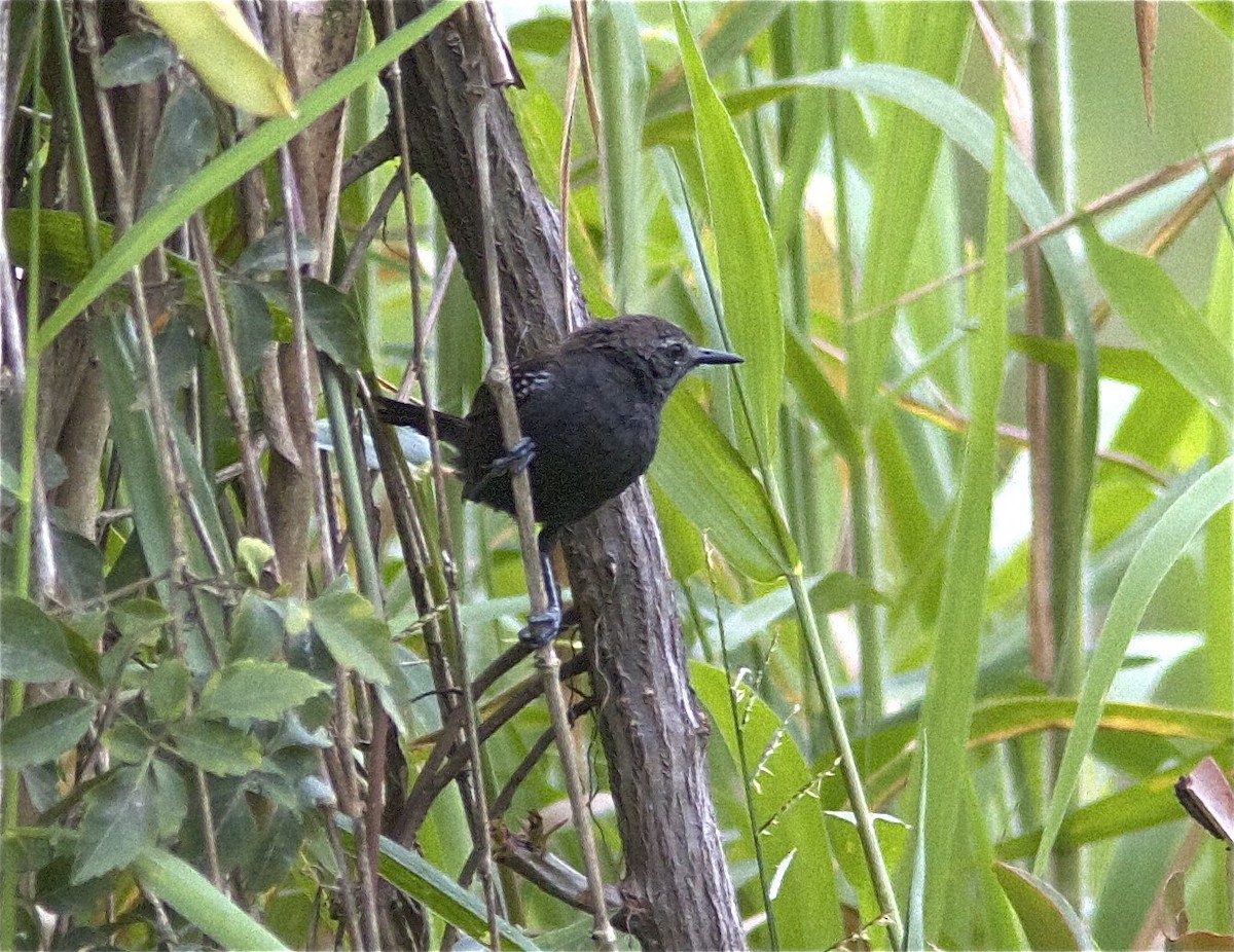 Marsh Antwren (Parana) - ML204463061