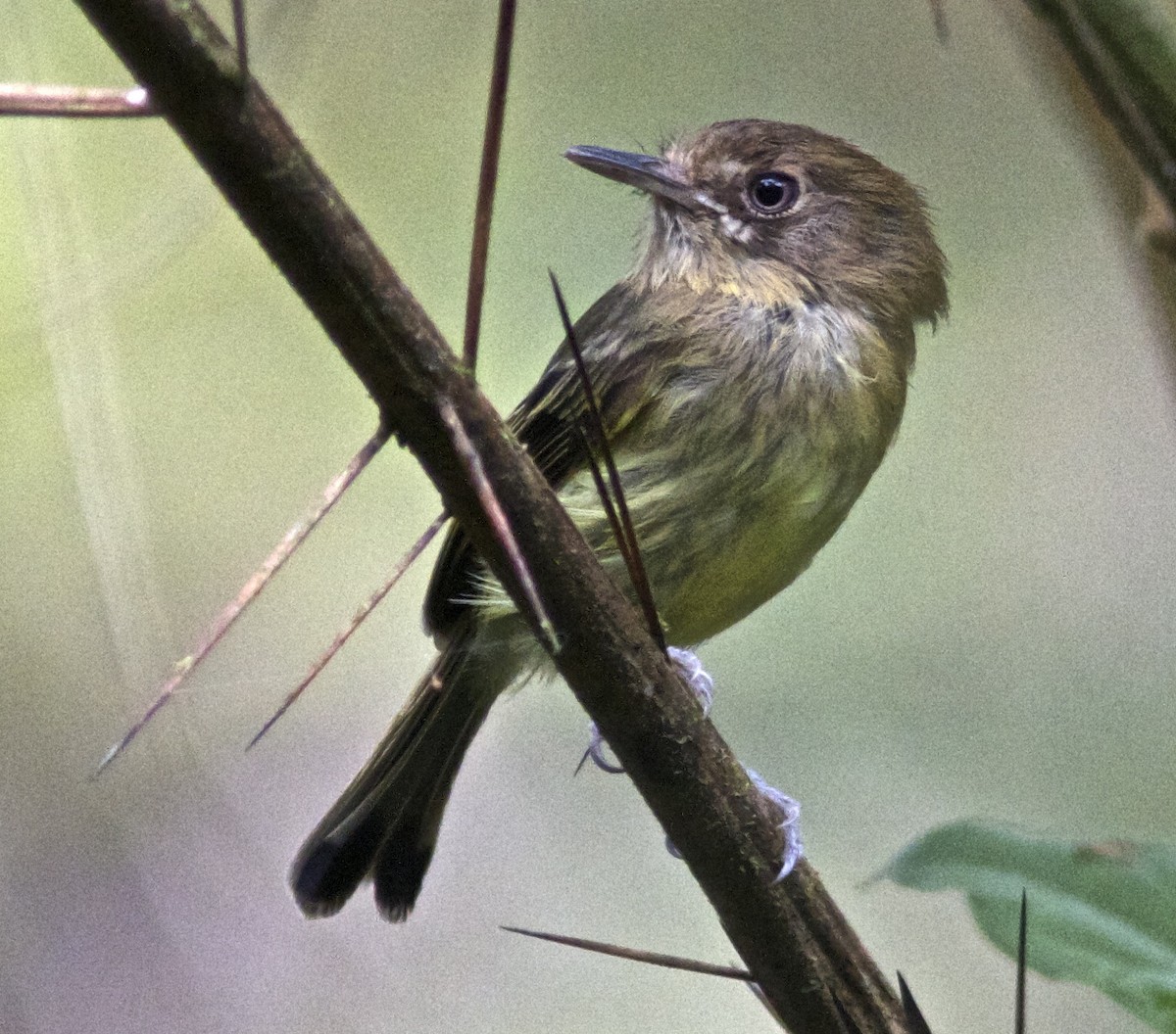 Kaempfer's Tody-Tyrant - ML204463071