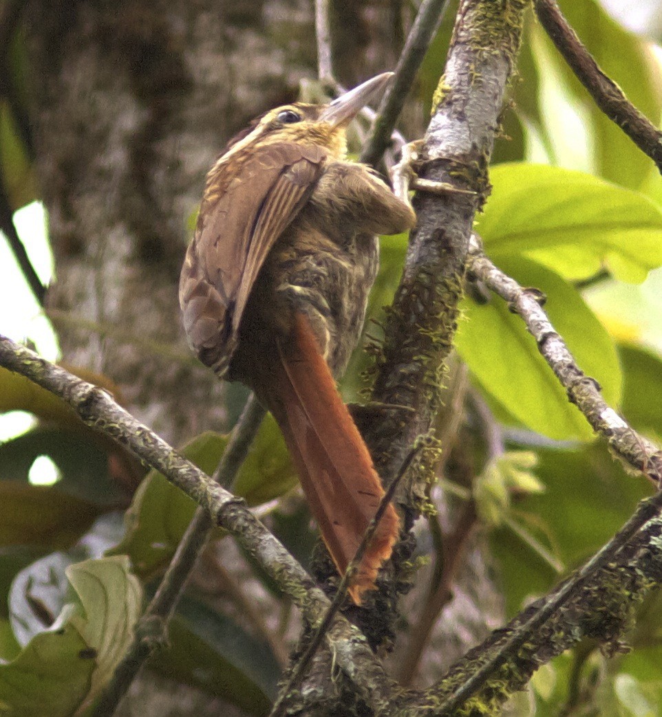 Pale-browed Treehunter (Rufous-tailed) - ML204463081