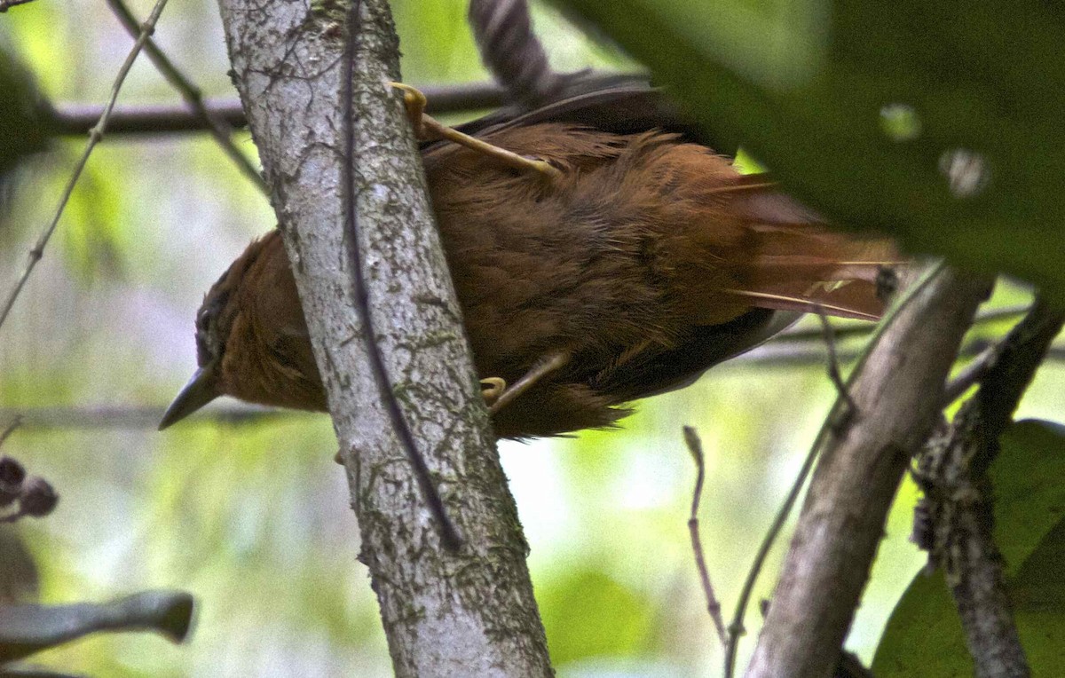 Black-capped Foliage-gleaner - Ken Havard