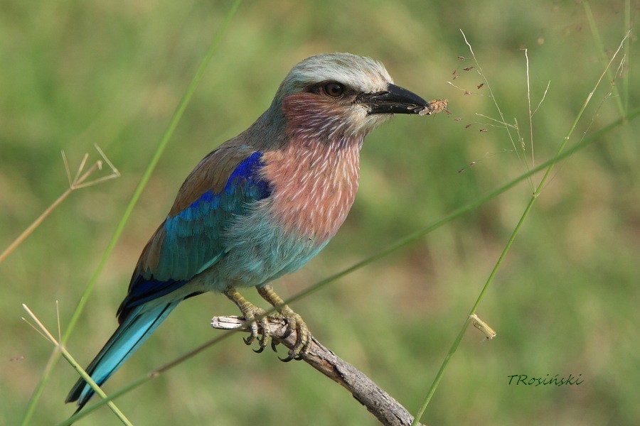 Lilac-breasted Roller - ML204463261
