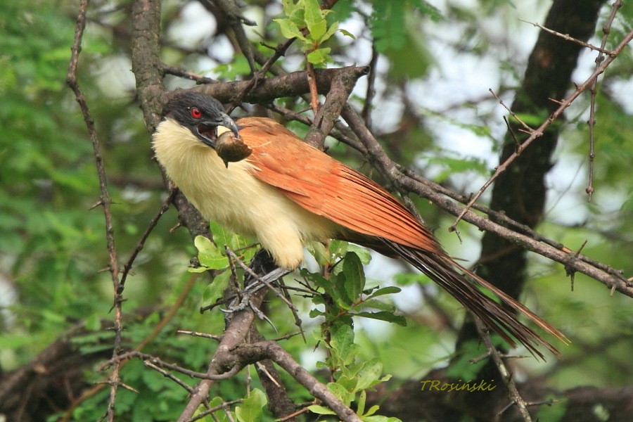 Coppery-tailed Coucal - ML204463271