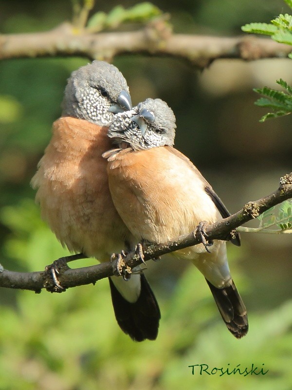 Gray-headed Silverbill - ML204463491