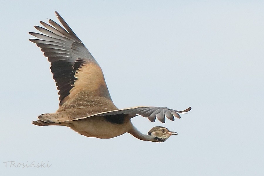 White-bellied Bustard - ML204463711