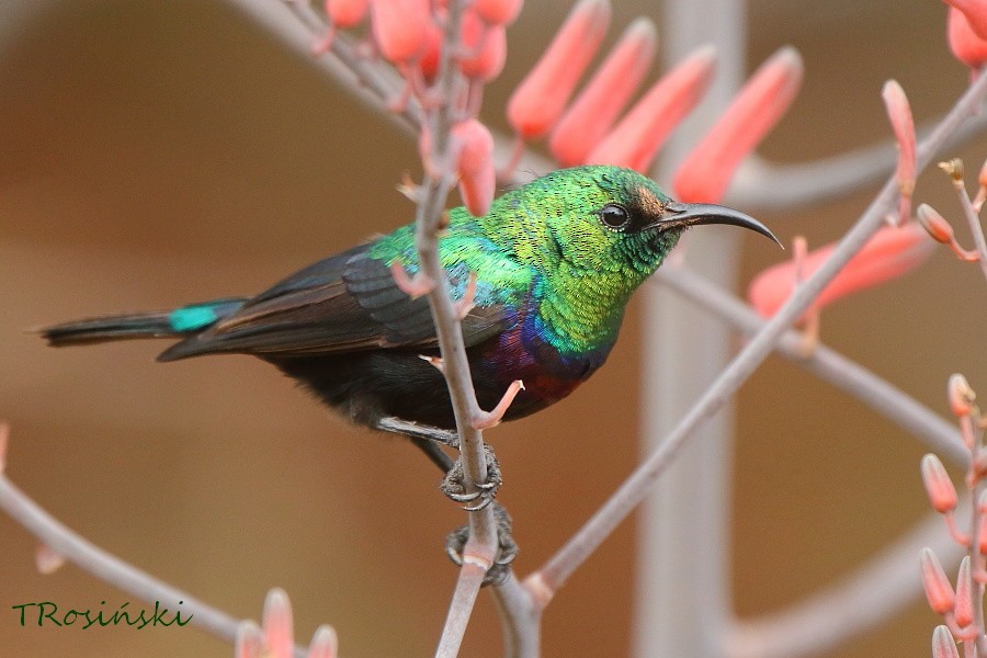 Marico Sunbird - Tadeusz Rosinski
