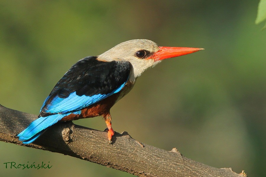 Gray-headed Kingfisher - ML204463831