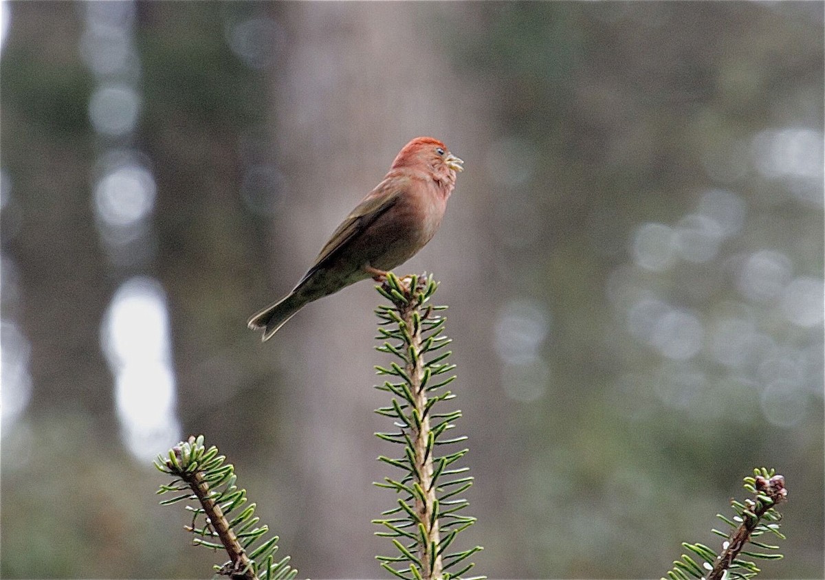 Blanford's Rosefinch - Ken Havard