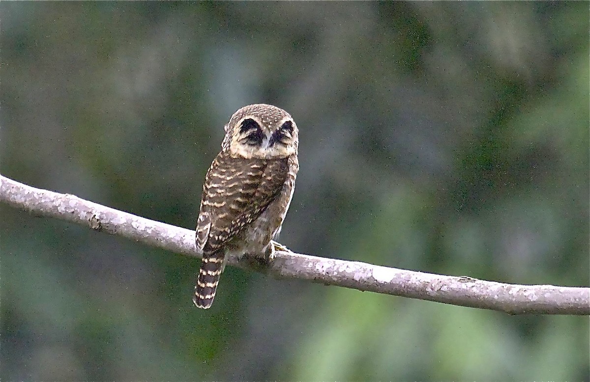 Collared Owlet - ML204464511