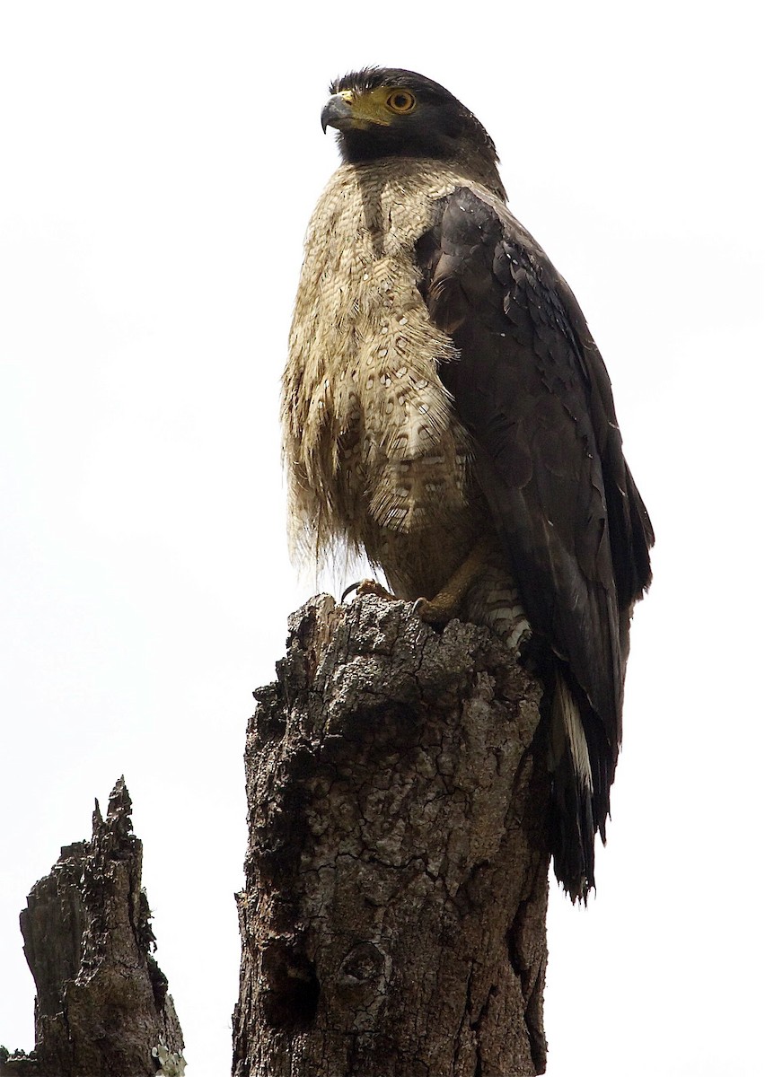 Crested Serpent-Eagle - ML204464521