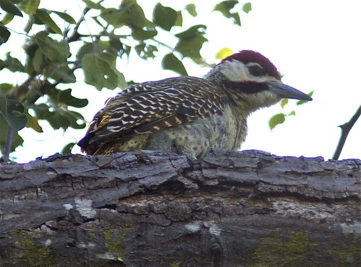 datel bělolící (ssp. capricorni) - ML204464981