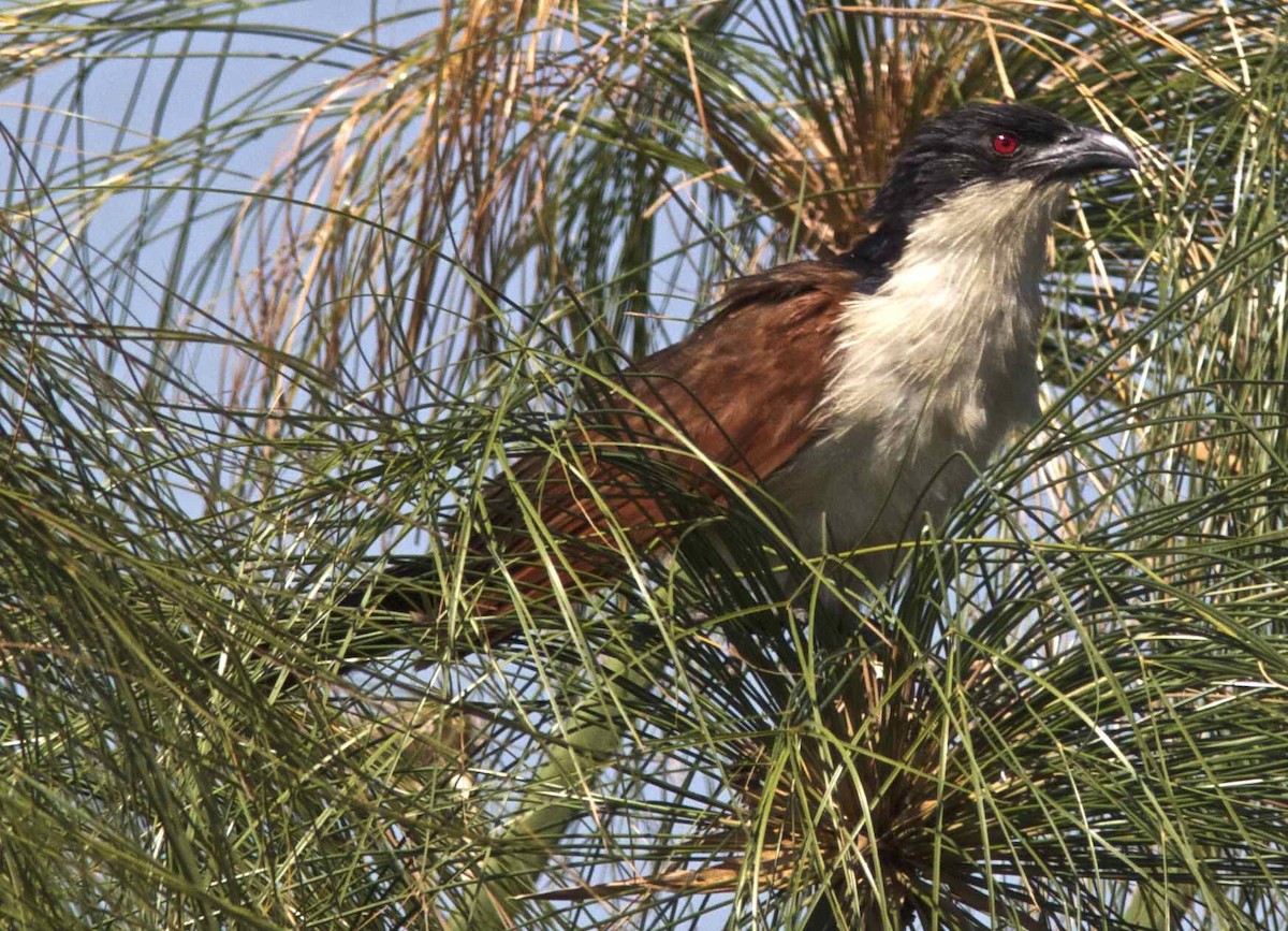 Coppery-tailed Coucal - ML204464991