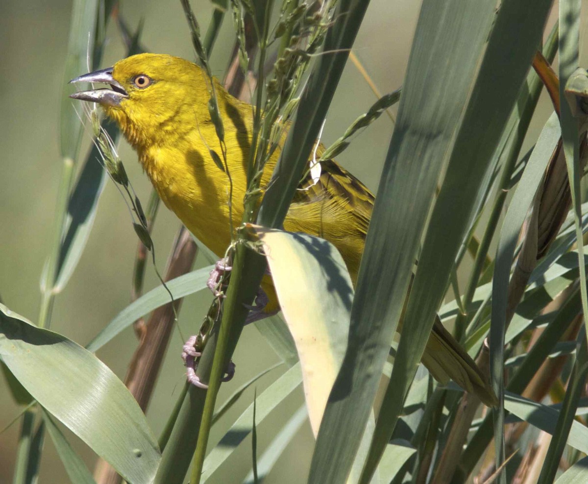 Holub's Golden-Weaver - ML204465001